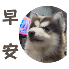Dudu二哈不哈