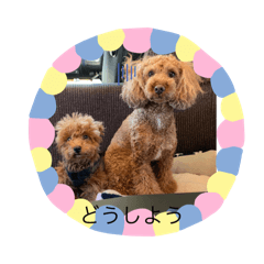 Dog  Stamp Komu Maron