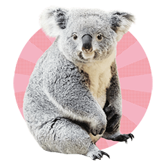 Idol Koala-chan