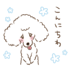 Rice, the toy poodle