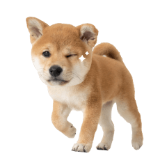 Shiba Pup: Big Emotions, Small Package