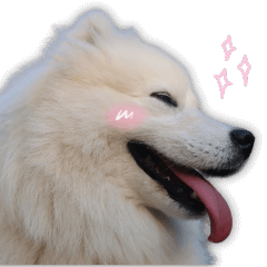 Samoyed-cute daily dynamic stickers