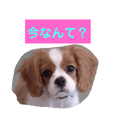 ういみのすたんぷ