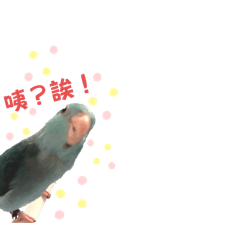 太平洋鸚鵡-芭辣 奶姬 旺來