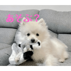 我が家のアメリカンエスキモー（ポメ）です