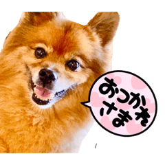 KOMI STYLE_20240510193612