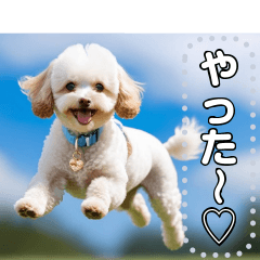 cute toy poodle cute toy poodle