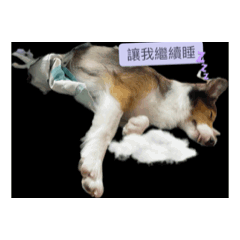 好吃懶Ju日常