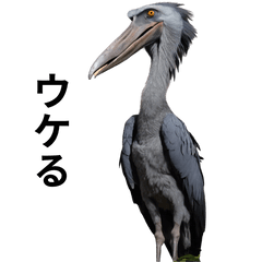 RealShoebill stork