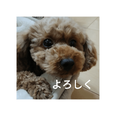 Toy poodle Berna-chan (Greetings)