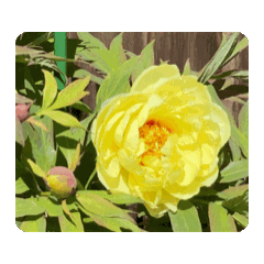 WHITE YELLOW RED PEONIES DYNAMIC STICKER