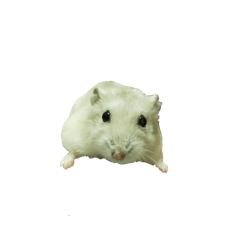 myfamily hamster chico with hamusuke