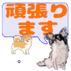 Tatsu's letters Chihuahua