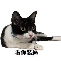 Tuxedo cat (Cha Liu)