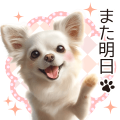 Too cute chihuahua for everyday use