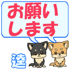 Tatsu's letters Chihuahua2