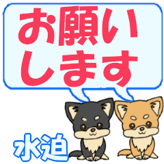 Mizusako's letters Chihuahua2