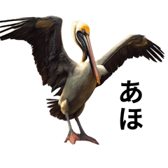 real pelican
