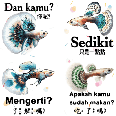 繽紛水族箱孔雀魚魚類8 Indonesia印尼