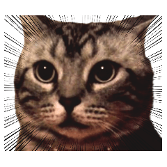 アメショの猫ドラちゃん1　汎用性抜群ネコ