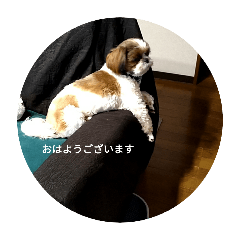 dog's mugi and cat's yuzu