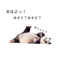 panda_Everyday