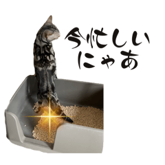 uchi no cats (goma and momo)1