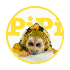Monkey PiPi