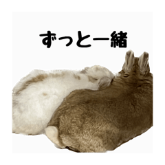 うさぎのなめろうととろろ