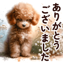 The Toy Poodle Expressing Gratitude