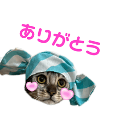 ベンガル猫♢日常スタンプ