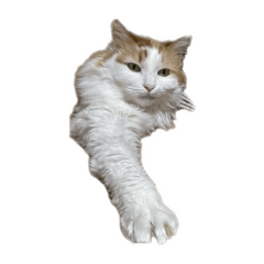 Yuka Okamoto_20240513013251