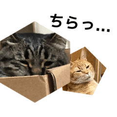 うちの猫と友達の猫！！