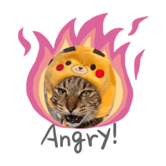 火鍋是隻貓
