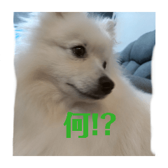 我が家のアメリカンエスキモー（ポメ）2