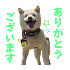Kohaku chan Sticker 2024