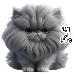 Funny Persian cat (THAI)