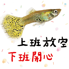 繽紛水族箱孔雀魚魚類13