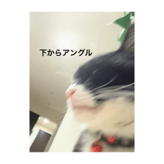 ねこちゃーんだお