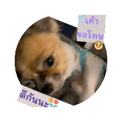 เป๋าตุง ตามติด