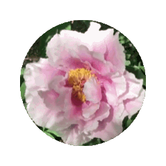 薄白紫の牡丹の花の動的スタンプ.