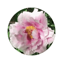 薄白紫の牡丹の花の動的スタンプ