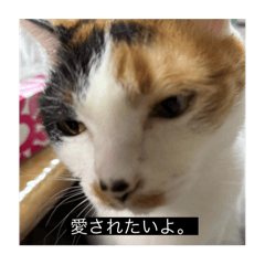 kipon_20240514002443