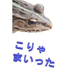 edokko from Frog4-2-BIG