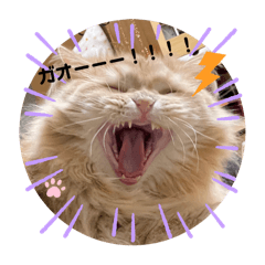 potato.oishii_20240514011149