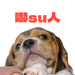 Didi the beagle Daily Mood 3