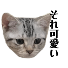 アメショー猫銀次郎の使えるスタンプ(1)