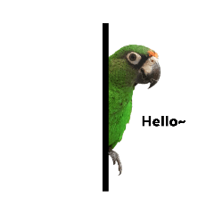 Jardine's Parrot daily life