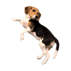 Beagle HAPY
