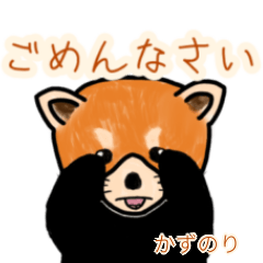 Kazunori's lesser panda